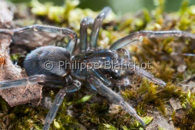 Amaurobiidae_0259.JPG - France, Araneae, Amaurobiidae, Araignée, Amaurobe féroce (Amaurobius ferox), Lace webbed spider